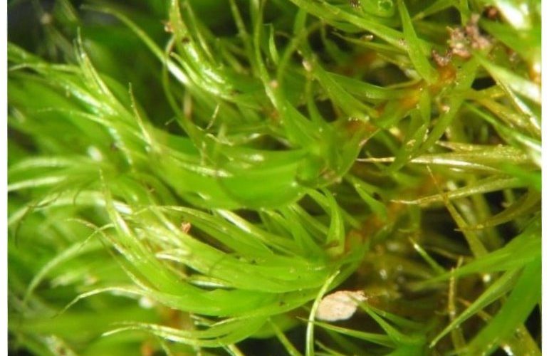 Khasia campylopus moss