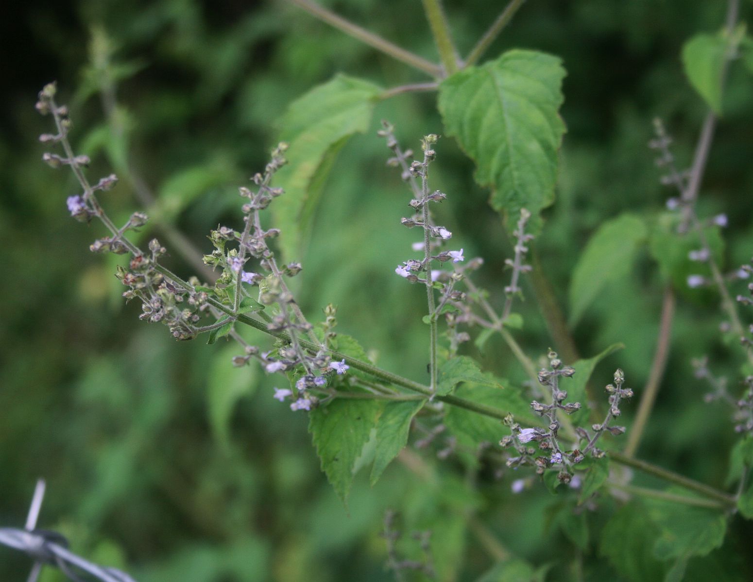 Brazilian pennywort