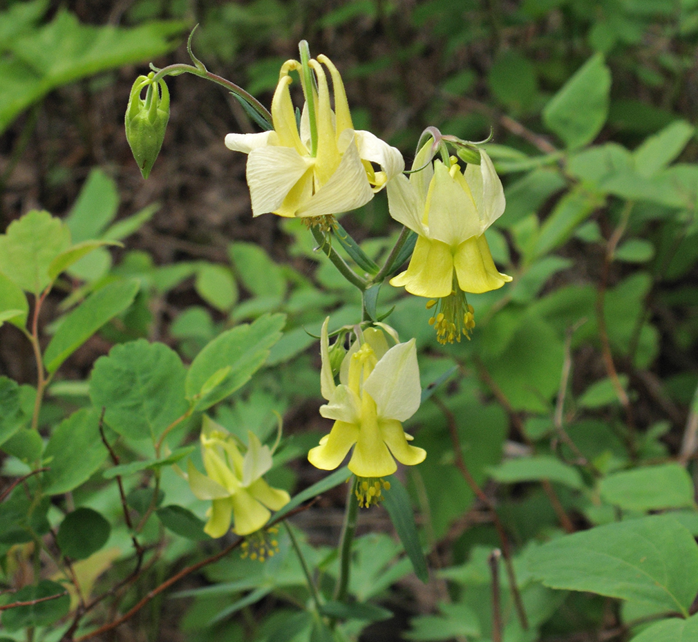 Yellow columbine (Aquilegia flavescens) - Image 1 of 10