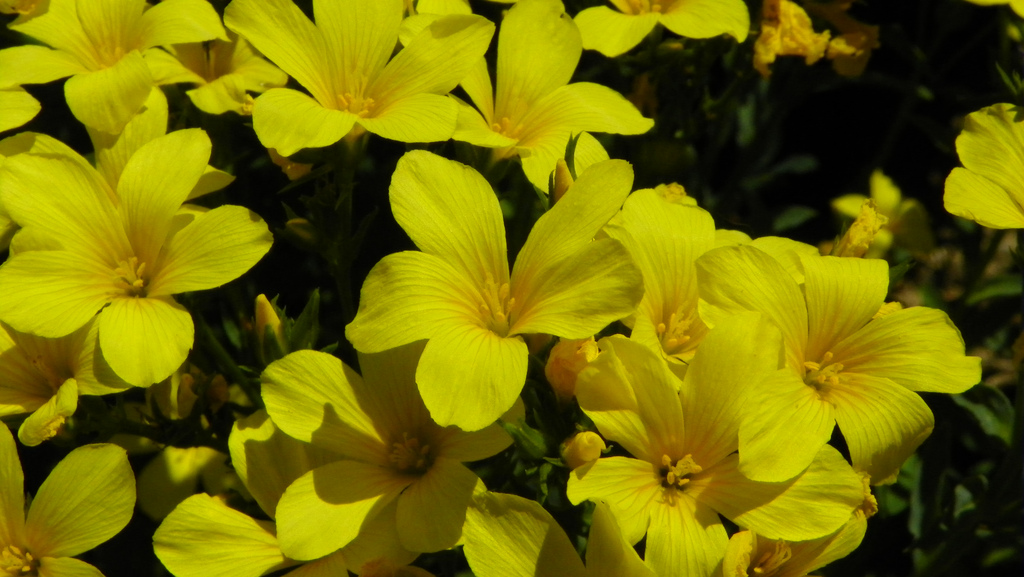 Compact flax
