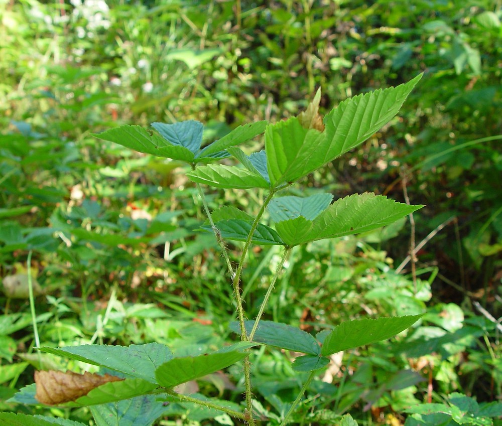 Vermont blackberry