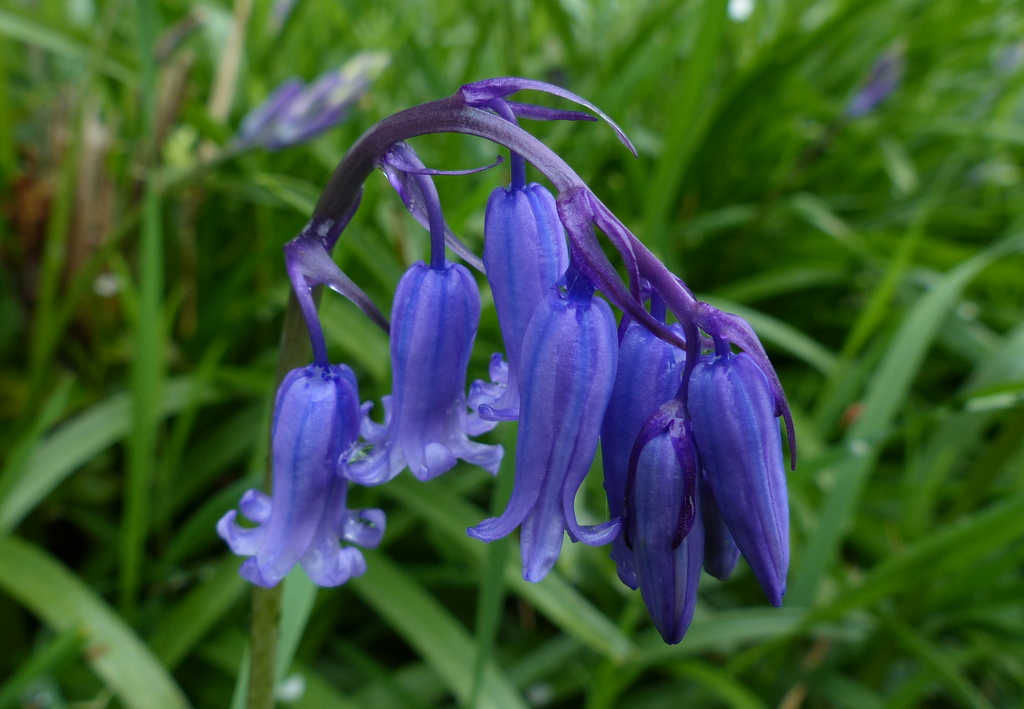 Bluebell