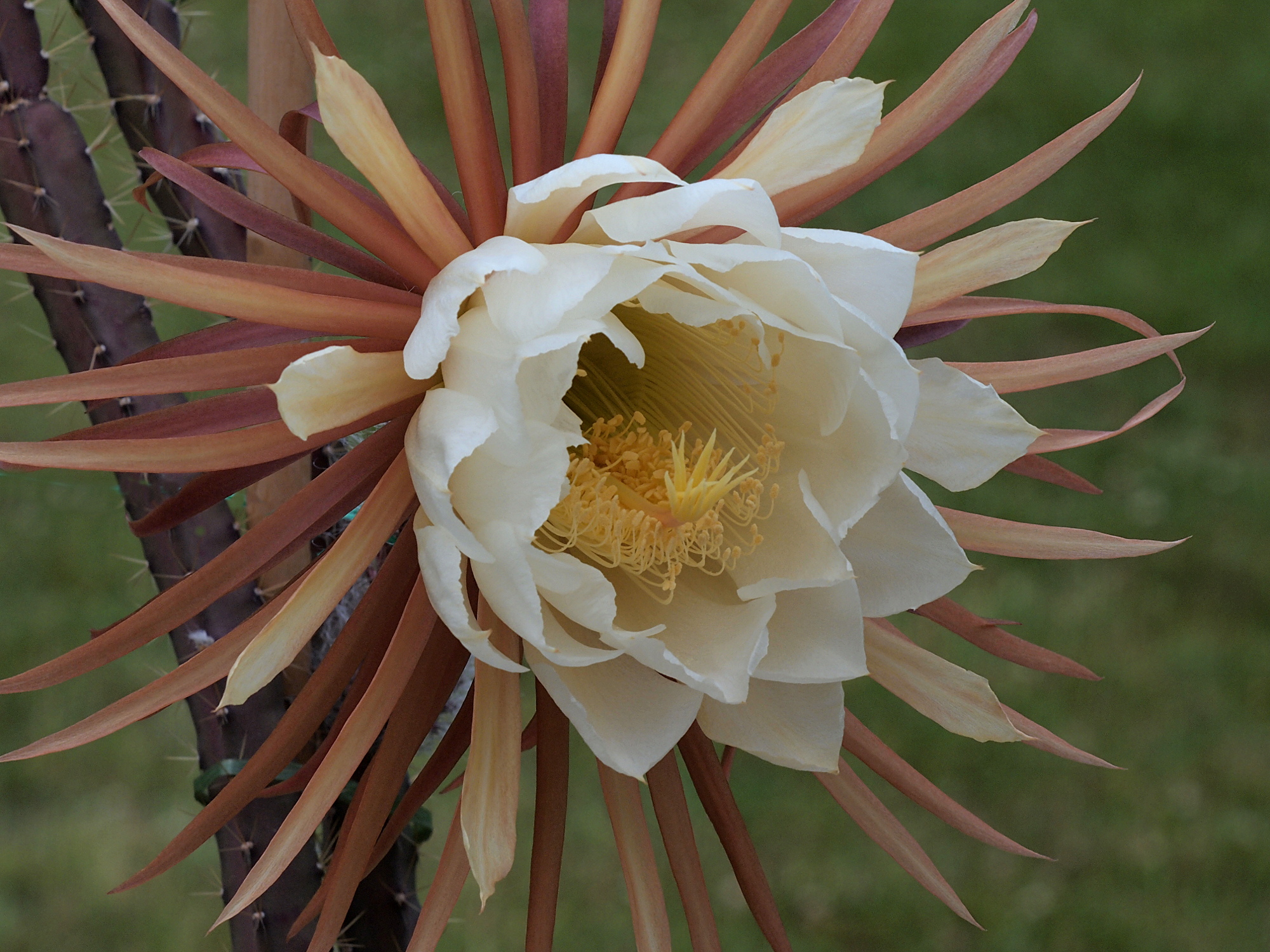 Queen of the night