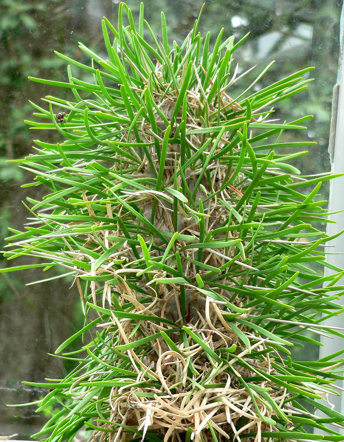 Sokotriaの育て方 - 完全お手入れガイド | PlantSnap - Plantsnap