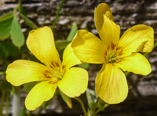 Price's woodsorrel
