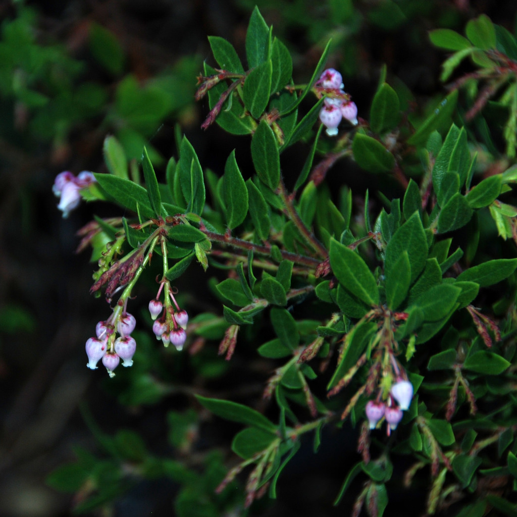Vine hill manzanita