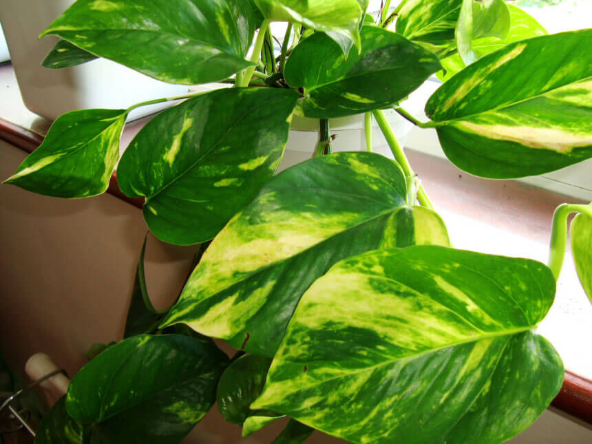 Devil's ivy