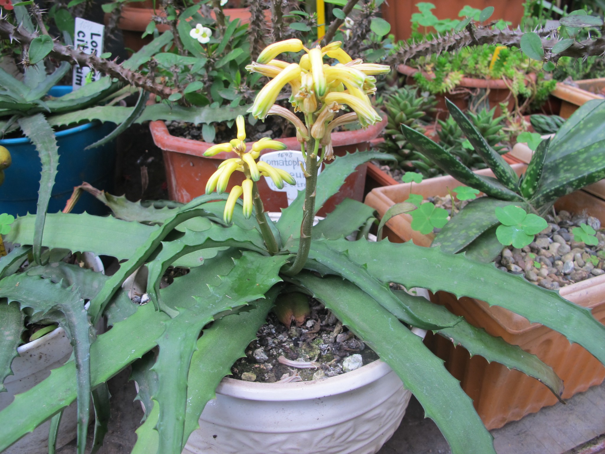 Citric aloe