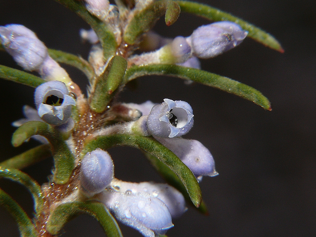 Cronin's smokebush