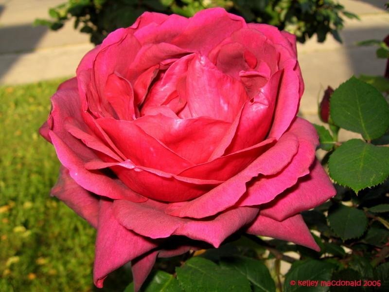Oklahoma rose