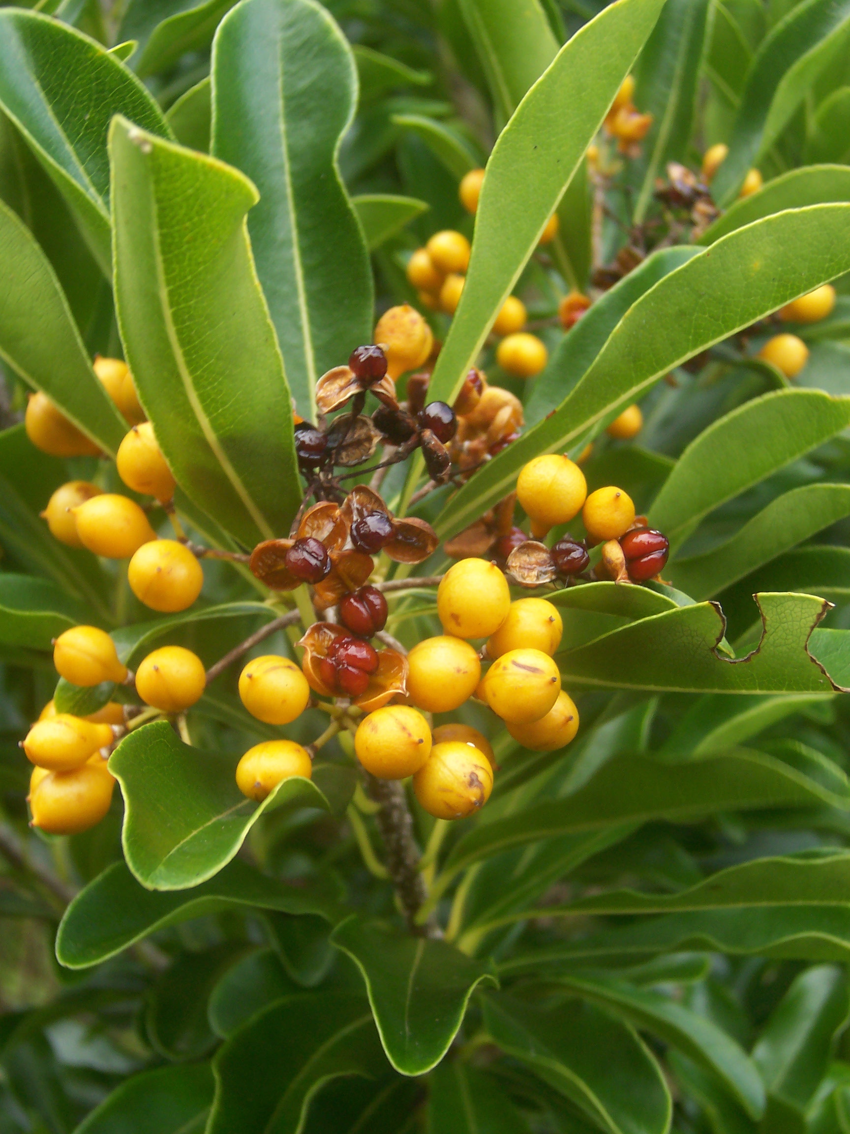Balfour's pittosporum