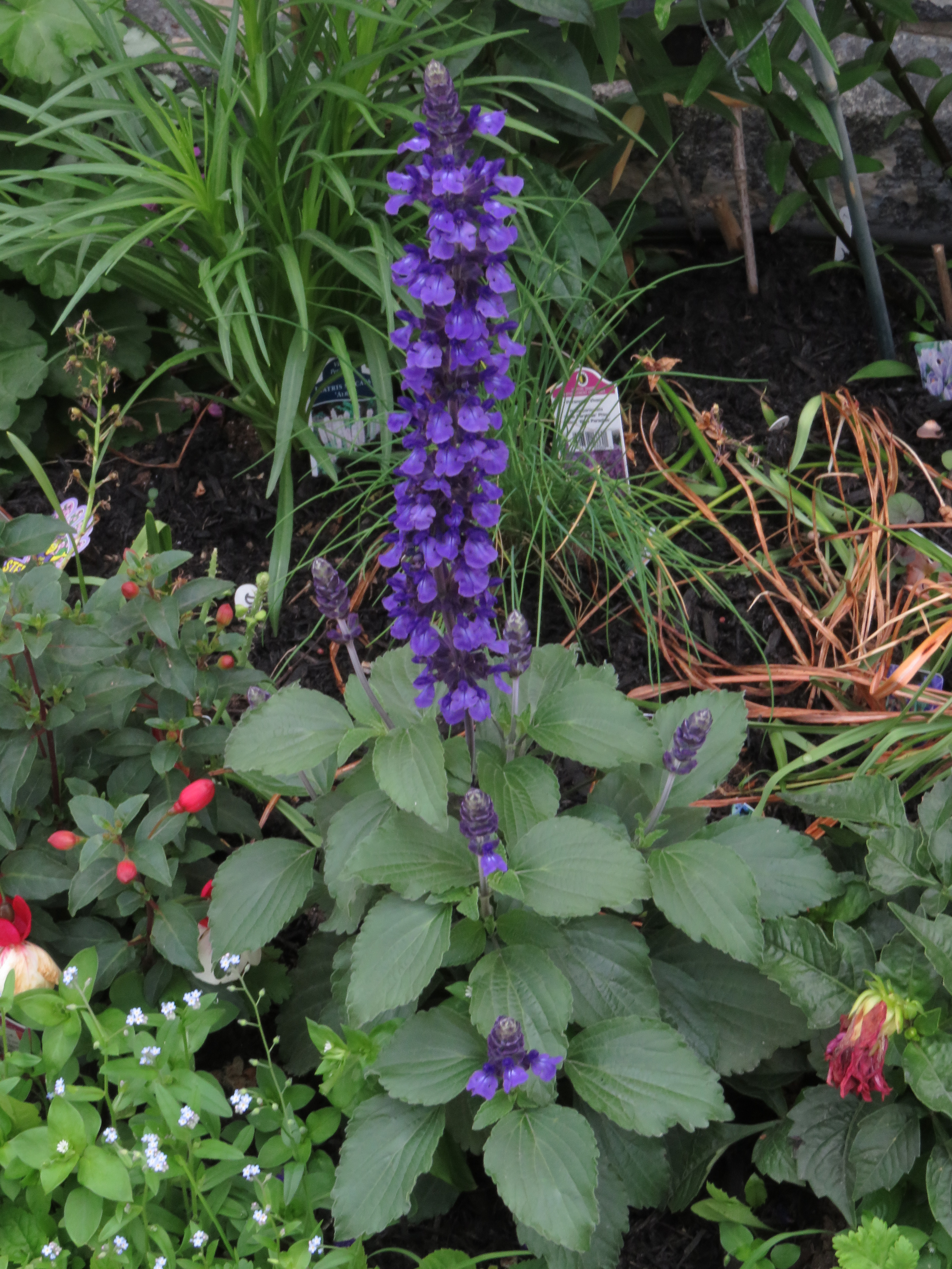 Nettleleaf sage