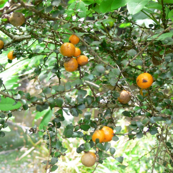 Orange thorn