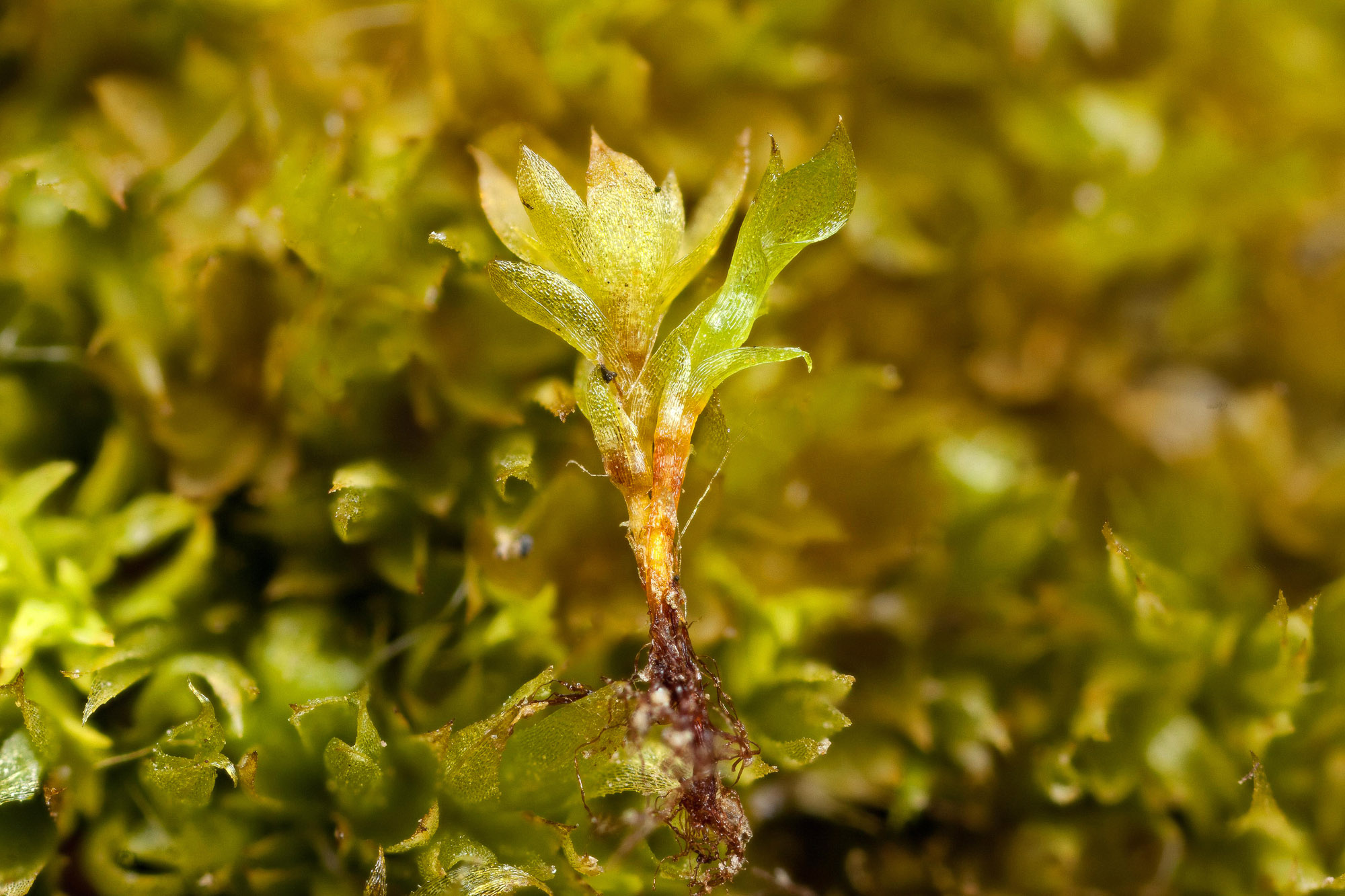 Urn moss