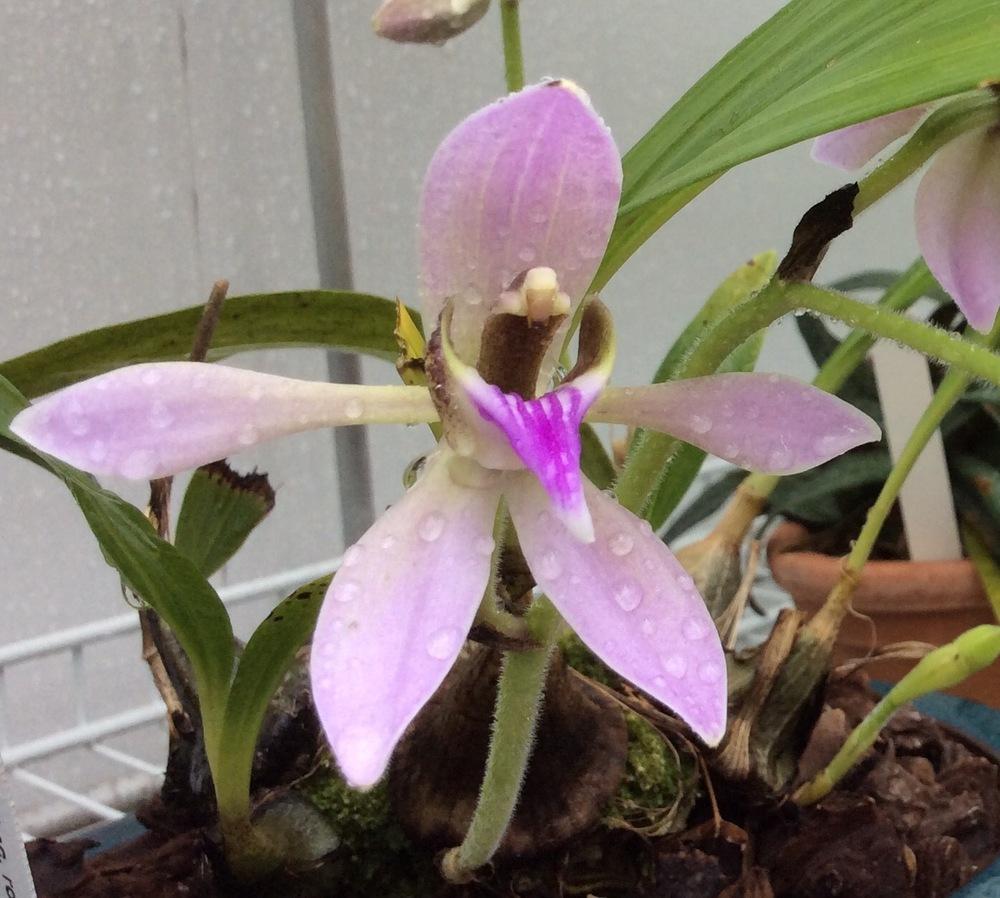Rothschild's ancistrochilus
