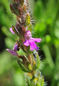 Mock pennyroyal