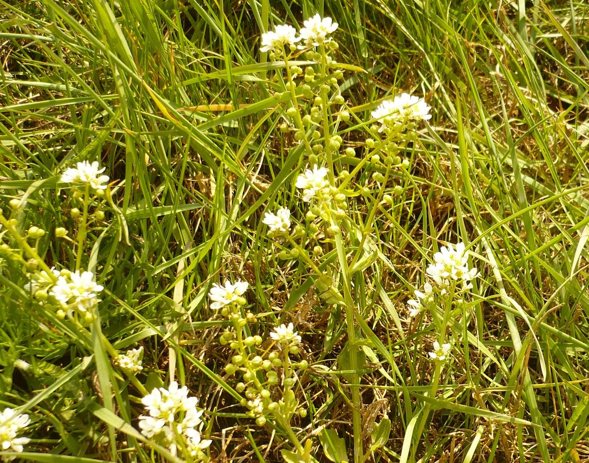 Estuary scurvy grass
