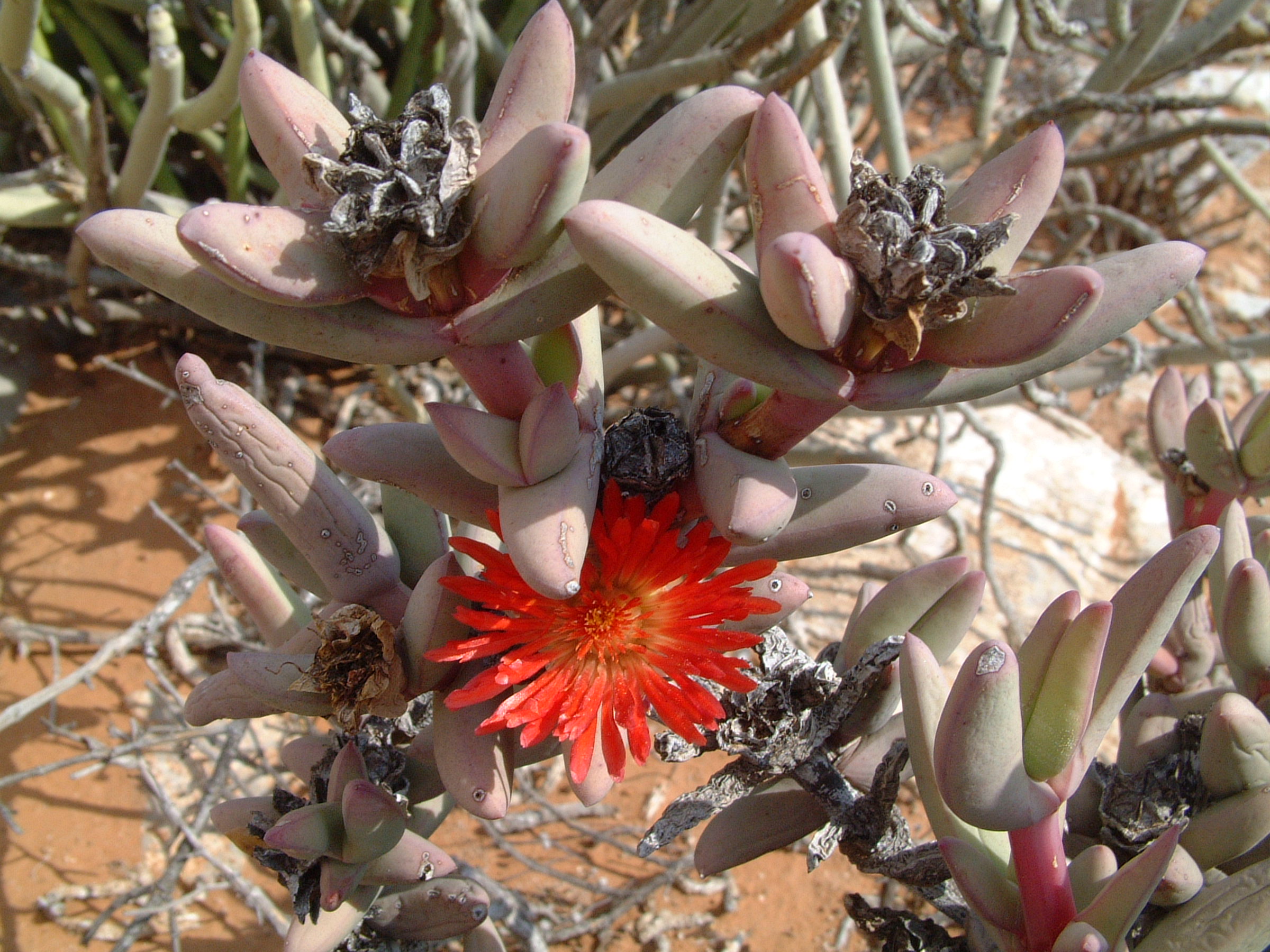 Ice plant