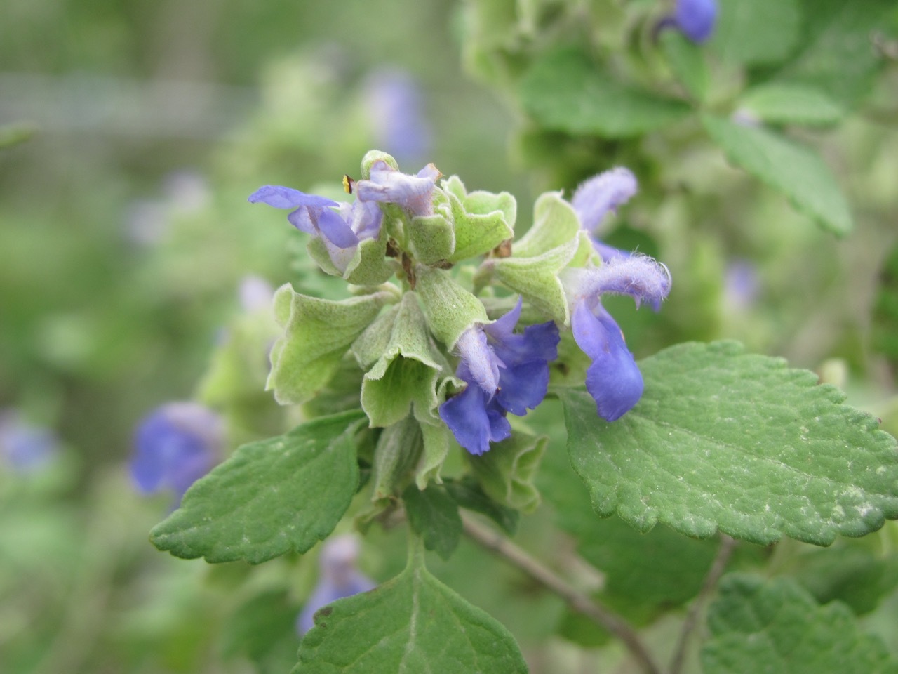 Blue shrub sage