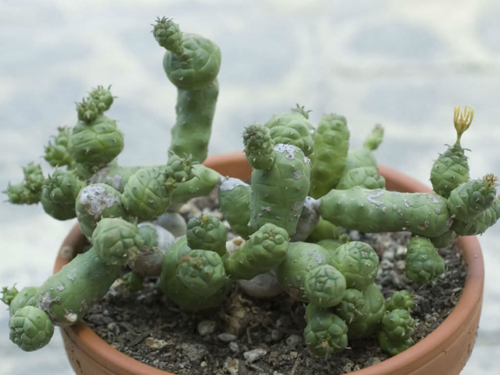 Globular euphorbia