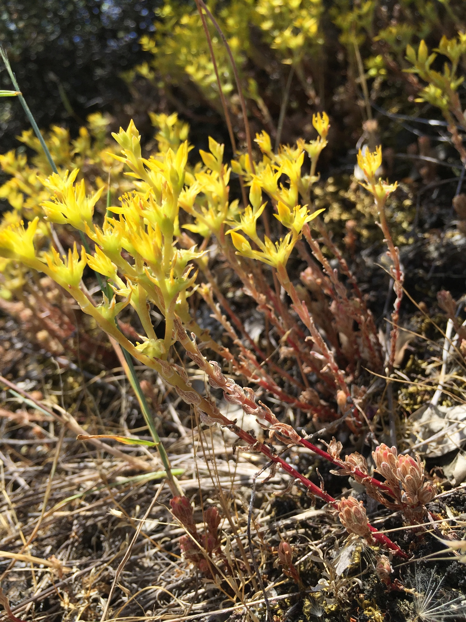 Stonecrop