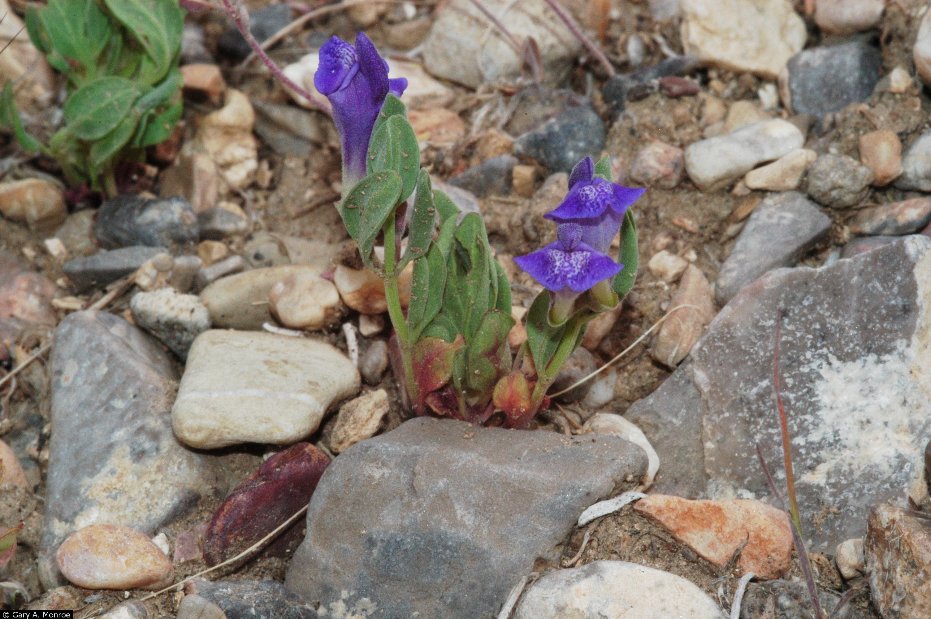 Blue scullcap