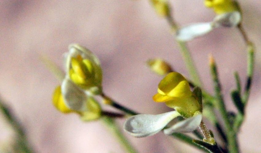 Plantsnap Identify Plants, Trees, Mushrooms With An App