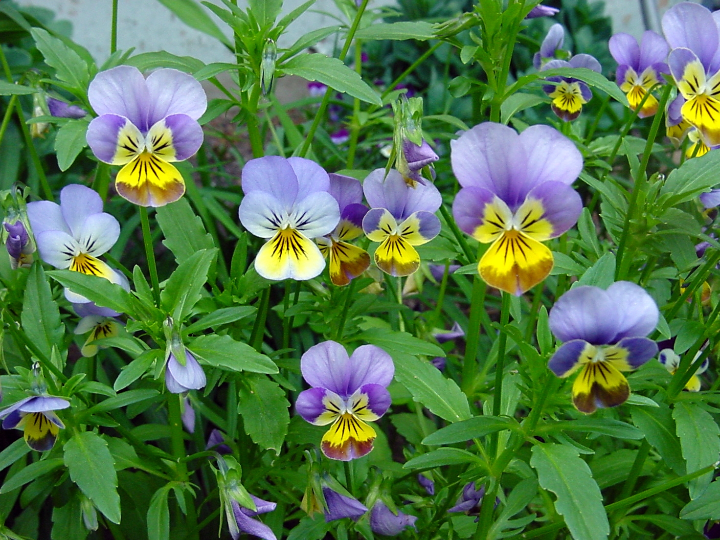 Cousin violet