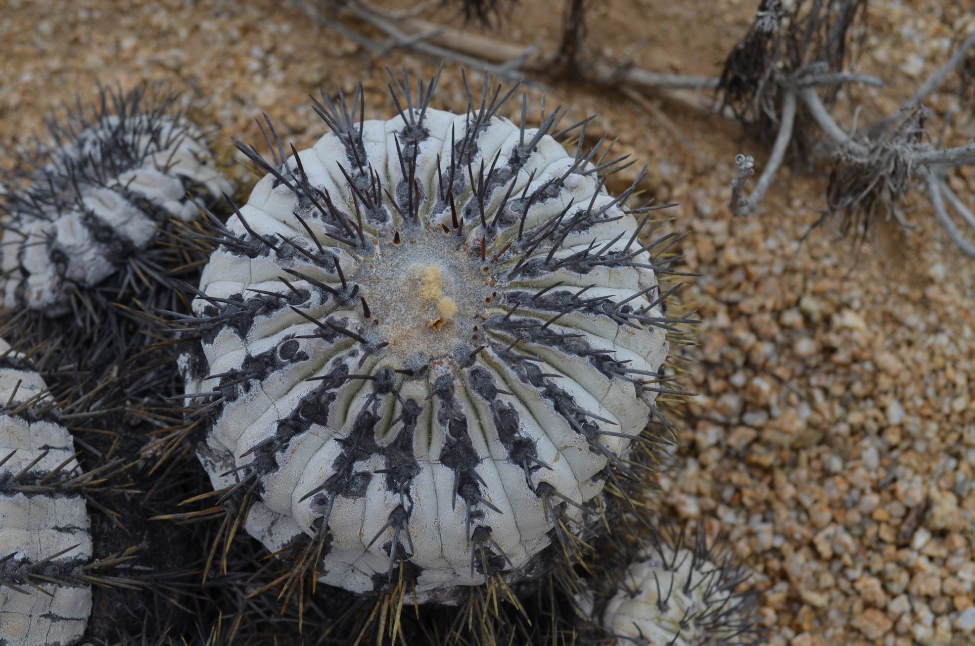 Copiapoa - Plantsnap - Identify Plants, Trees, Mushrooms With An App