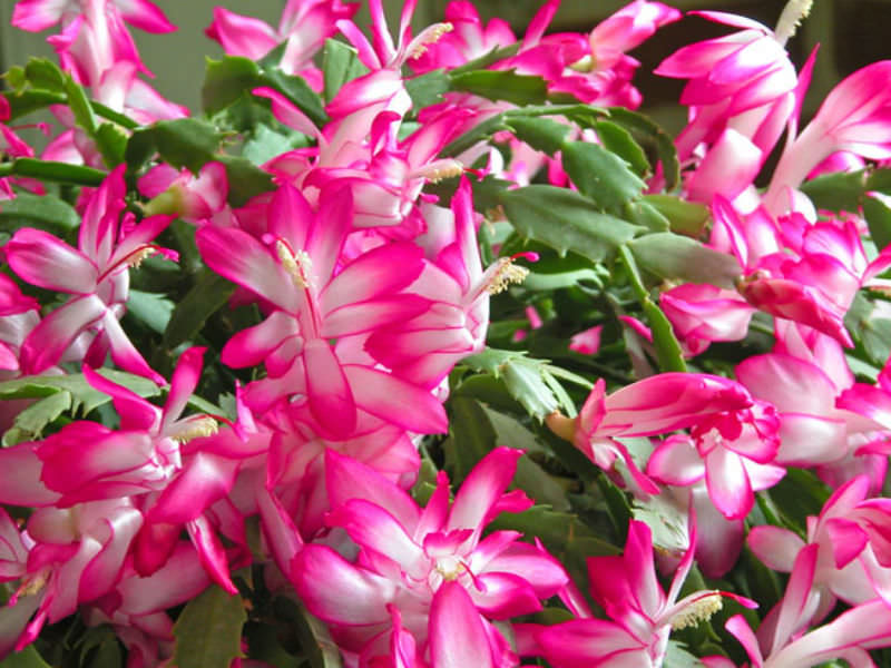 Thanksgiving cactus