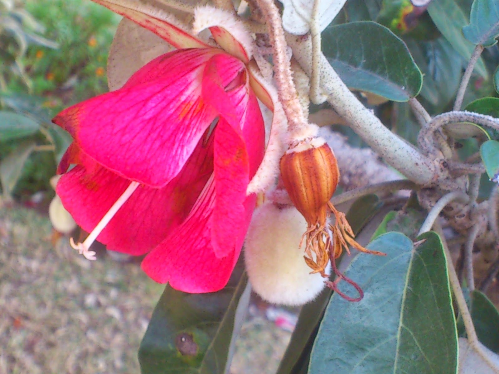 Trochetia
