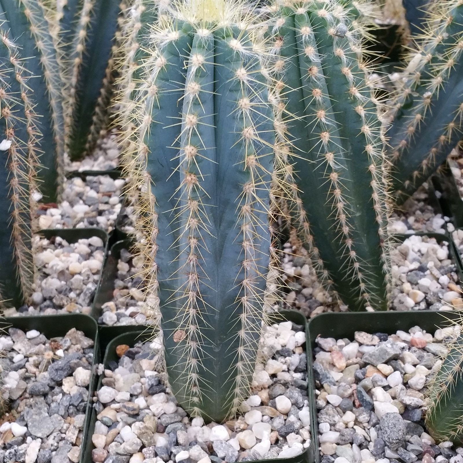 How to care for Blue torch cactus - Complete Plant Care Guide | PlantSnap -  Plantsnap - Identify Plants, Trees, Mushrooms With An App