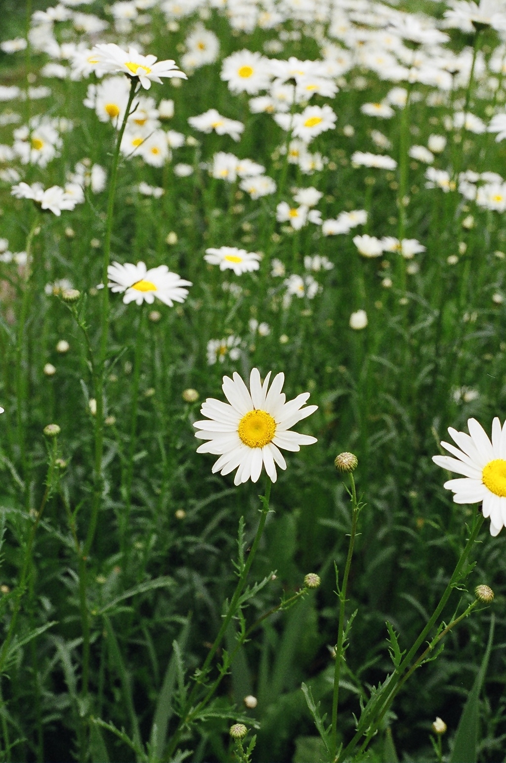 Oxeye daisy