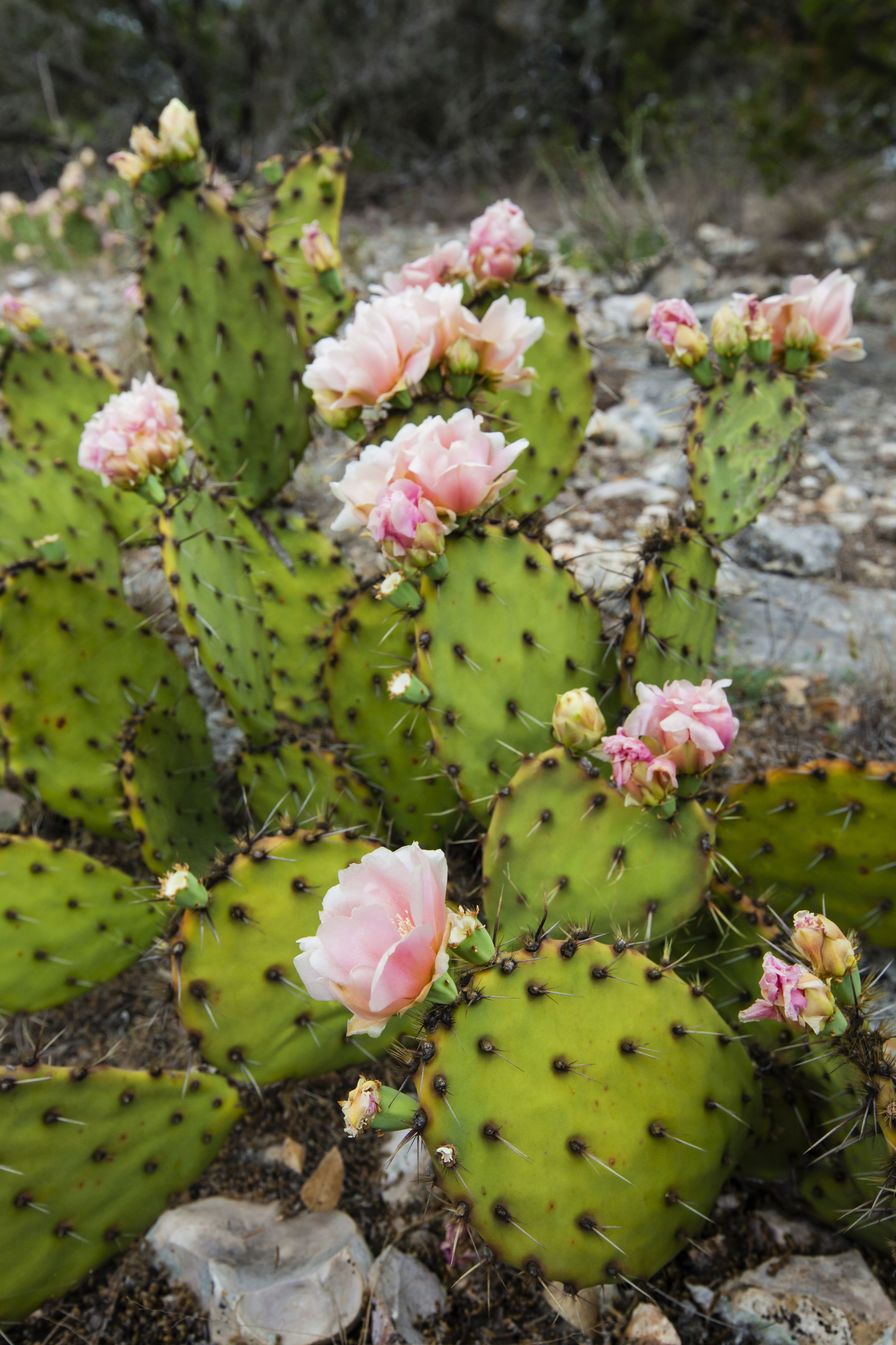 Engelmann's prickly pear