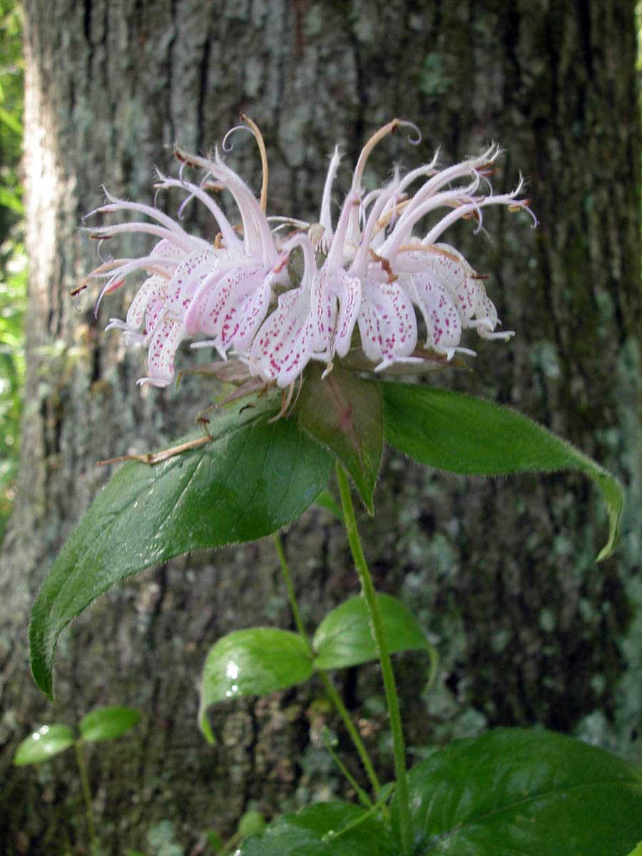 Eastern bee balm
