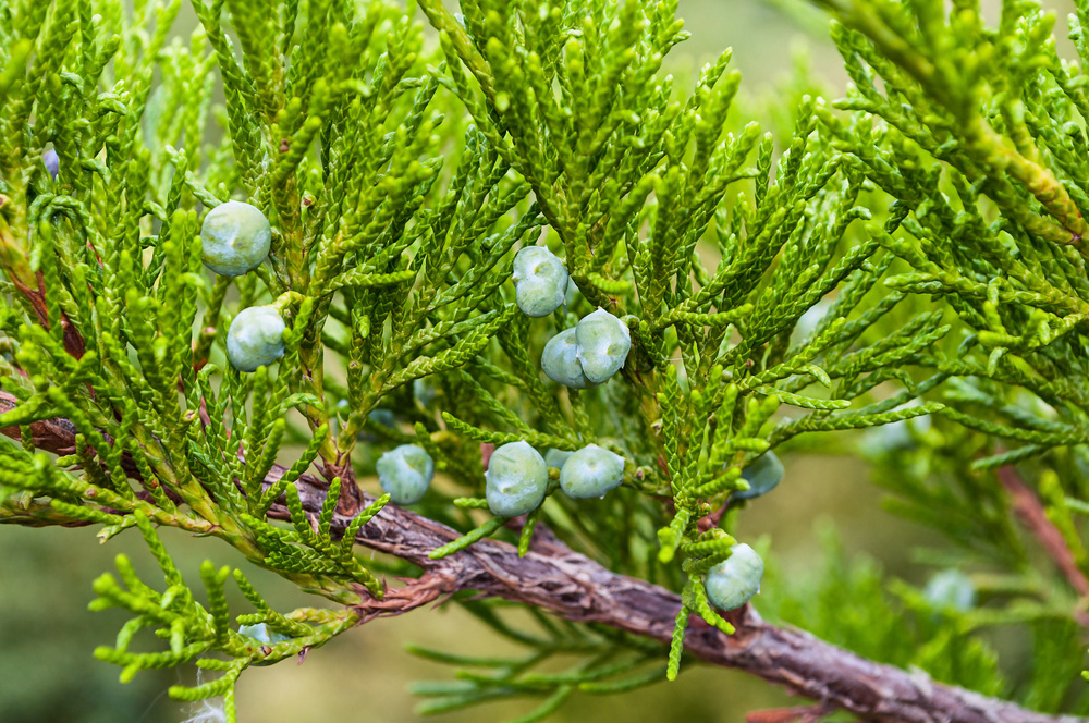 Common juniper