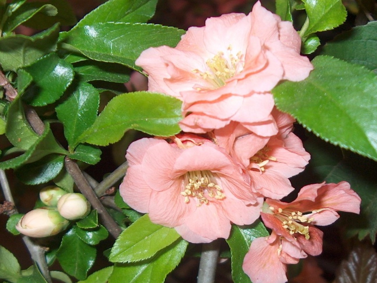 Flowering quince