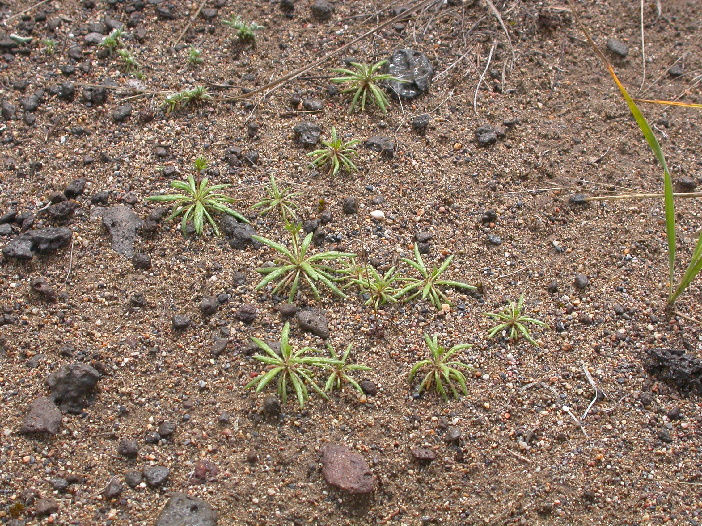 Tule oxytrope