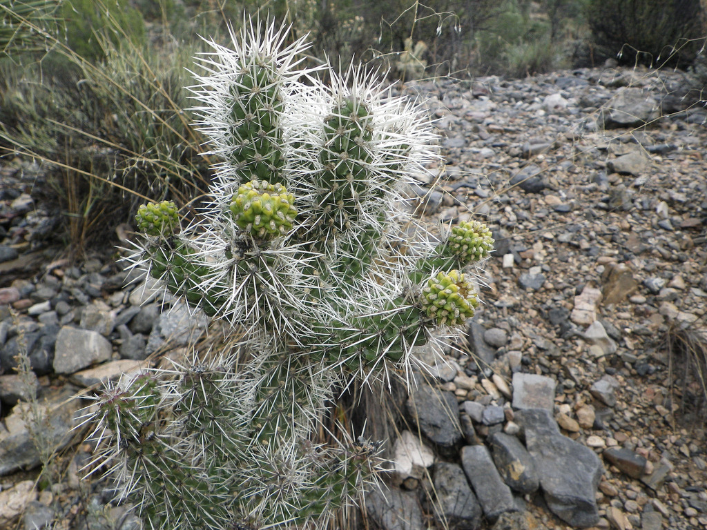 Whipple's cholla