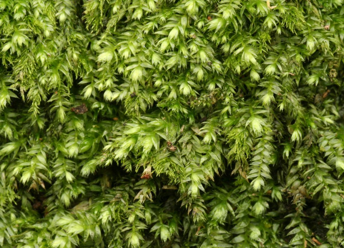 Elegant tree-moss
