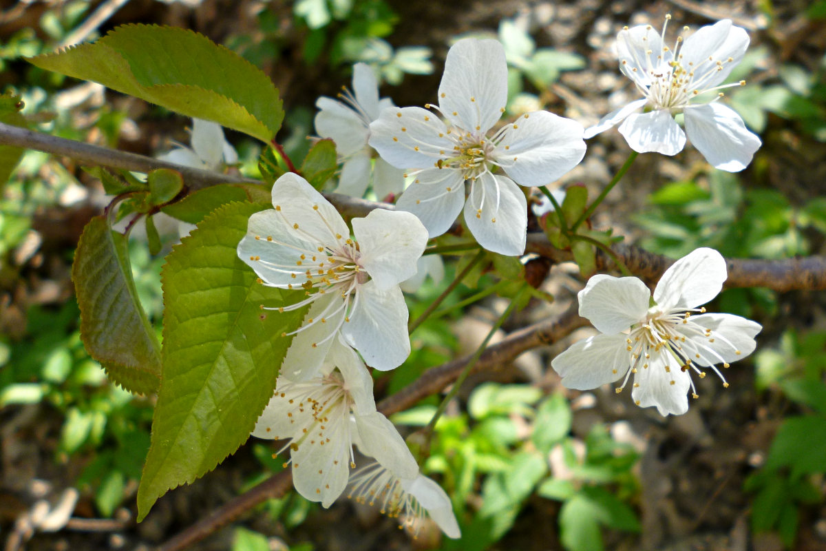 American crabapple