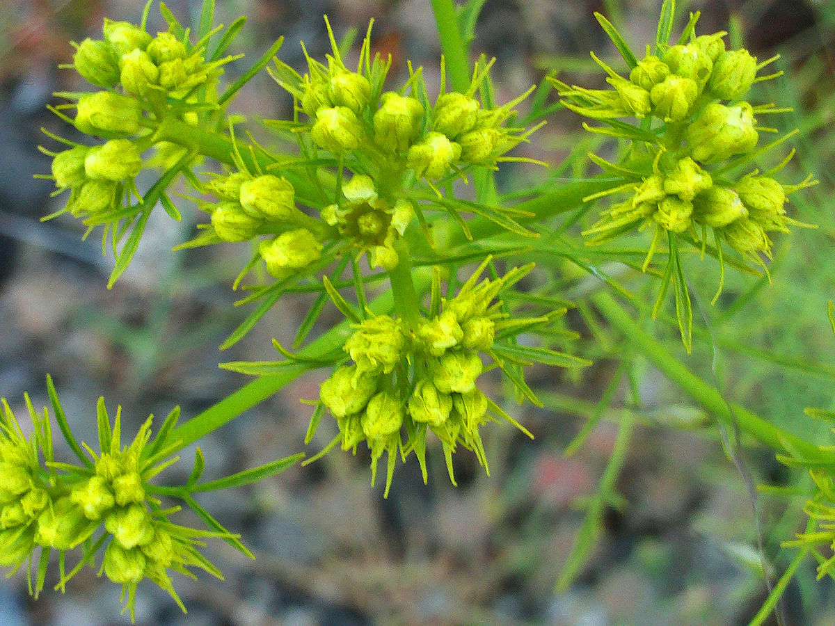 Mountain rue