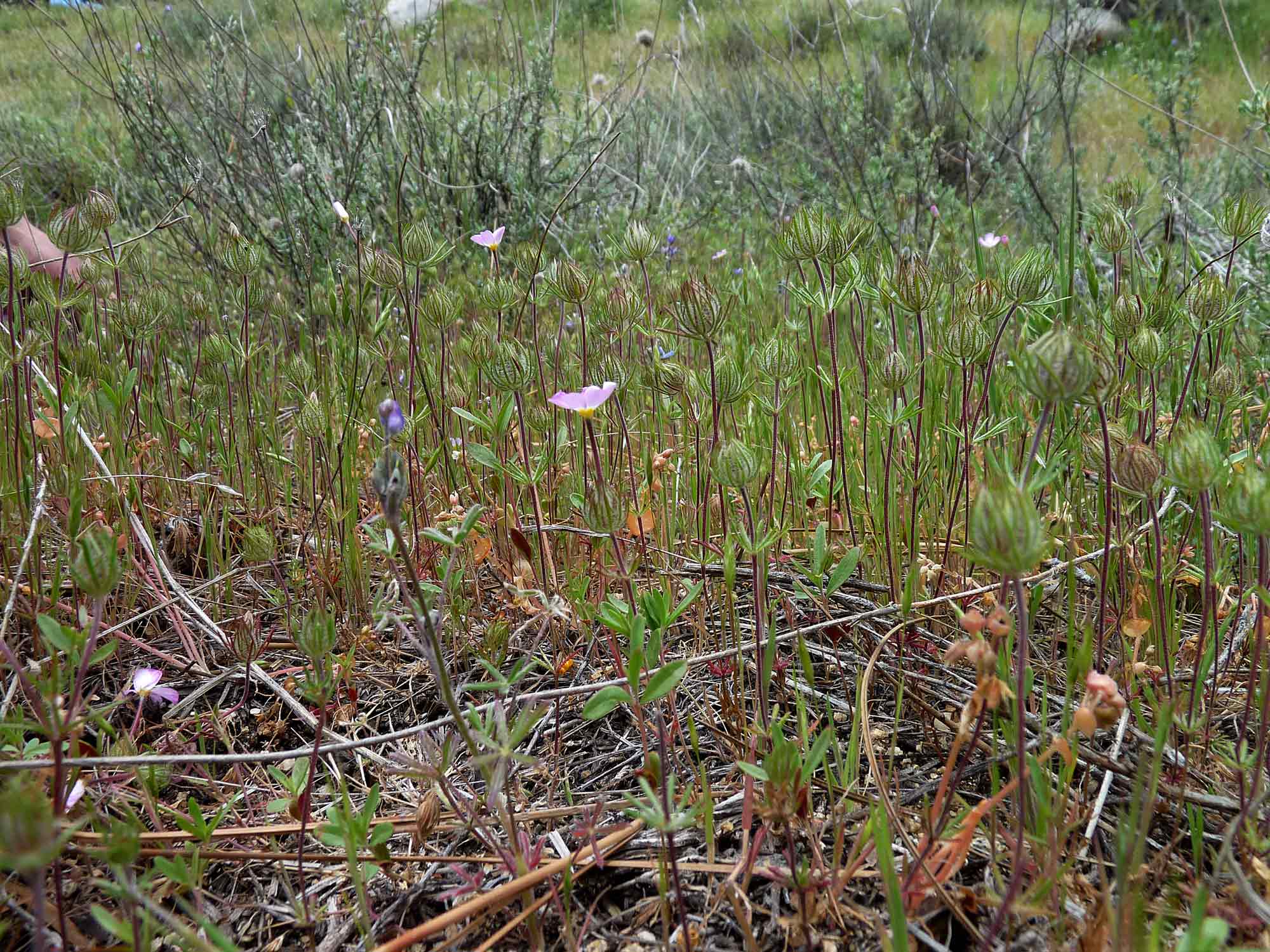 Mountain linanthus