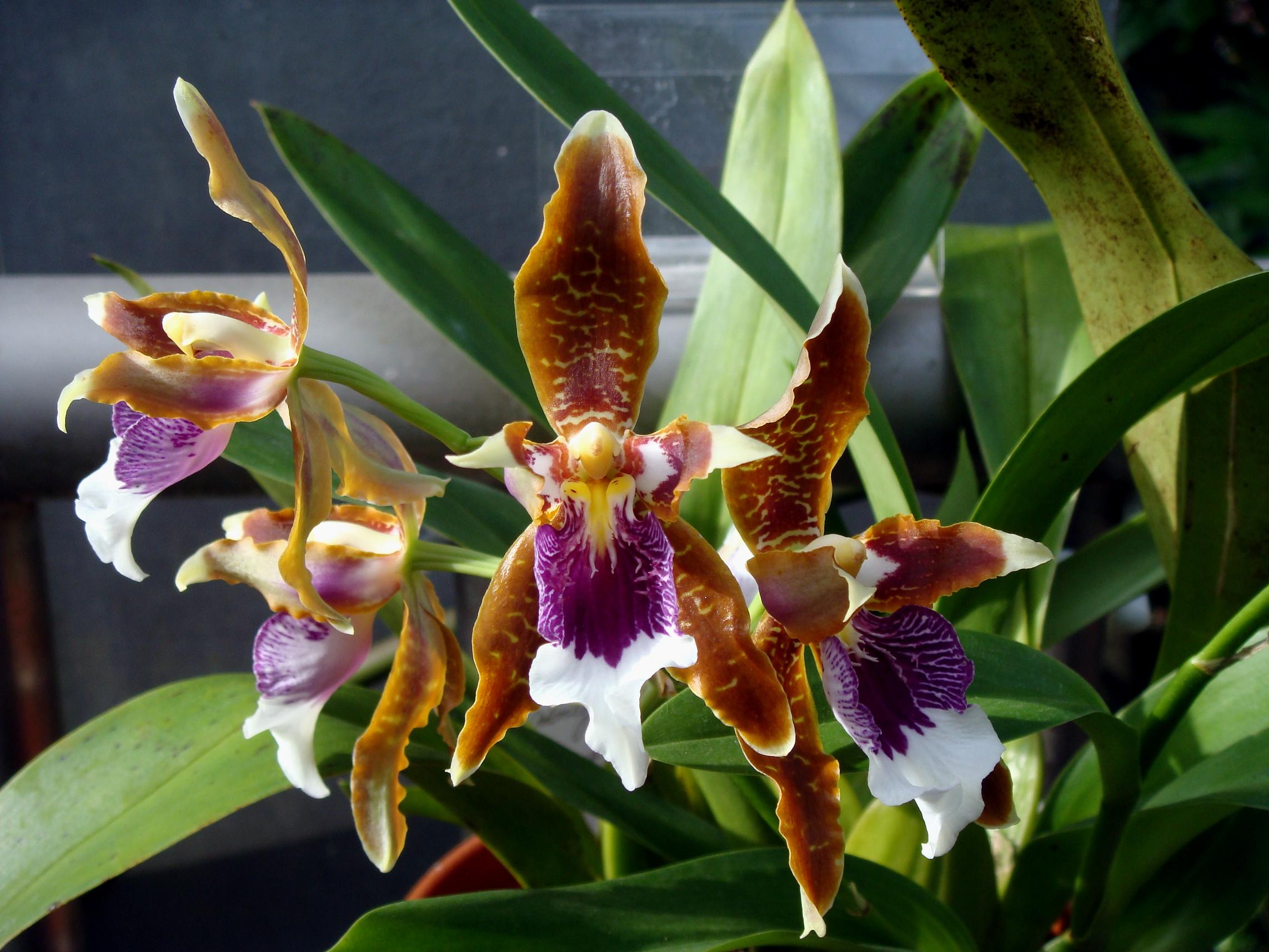 Harry's dancing-lady orchid