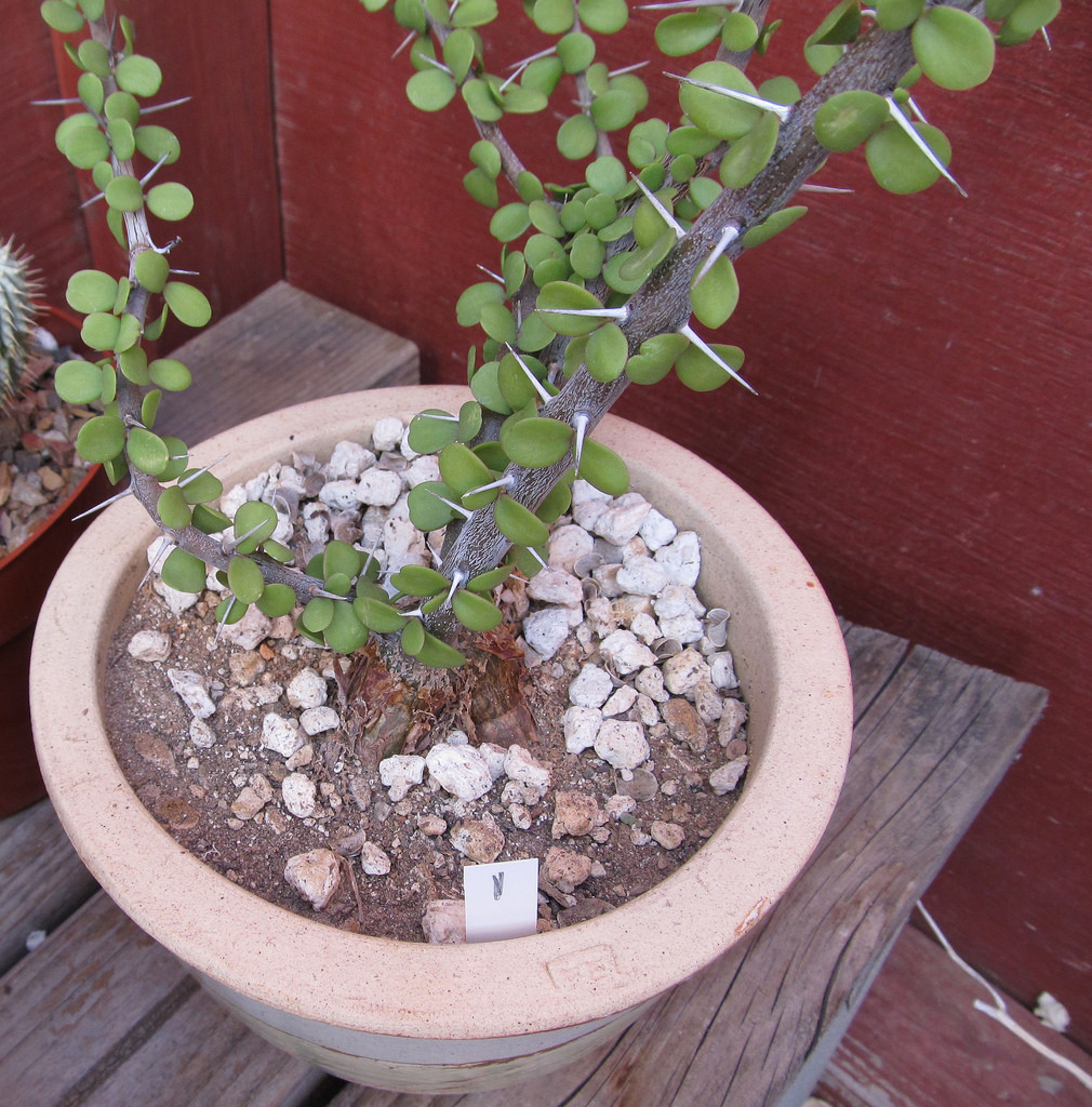 Madagascar ocotillo