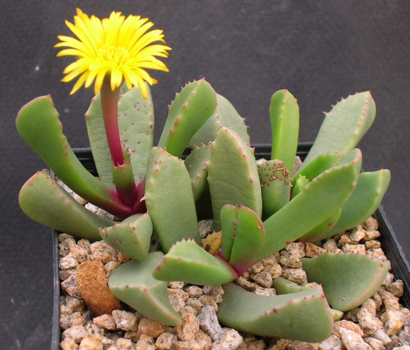 Ice plant