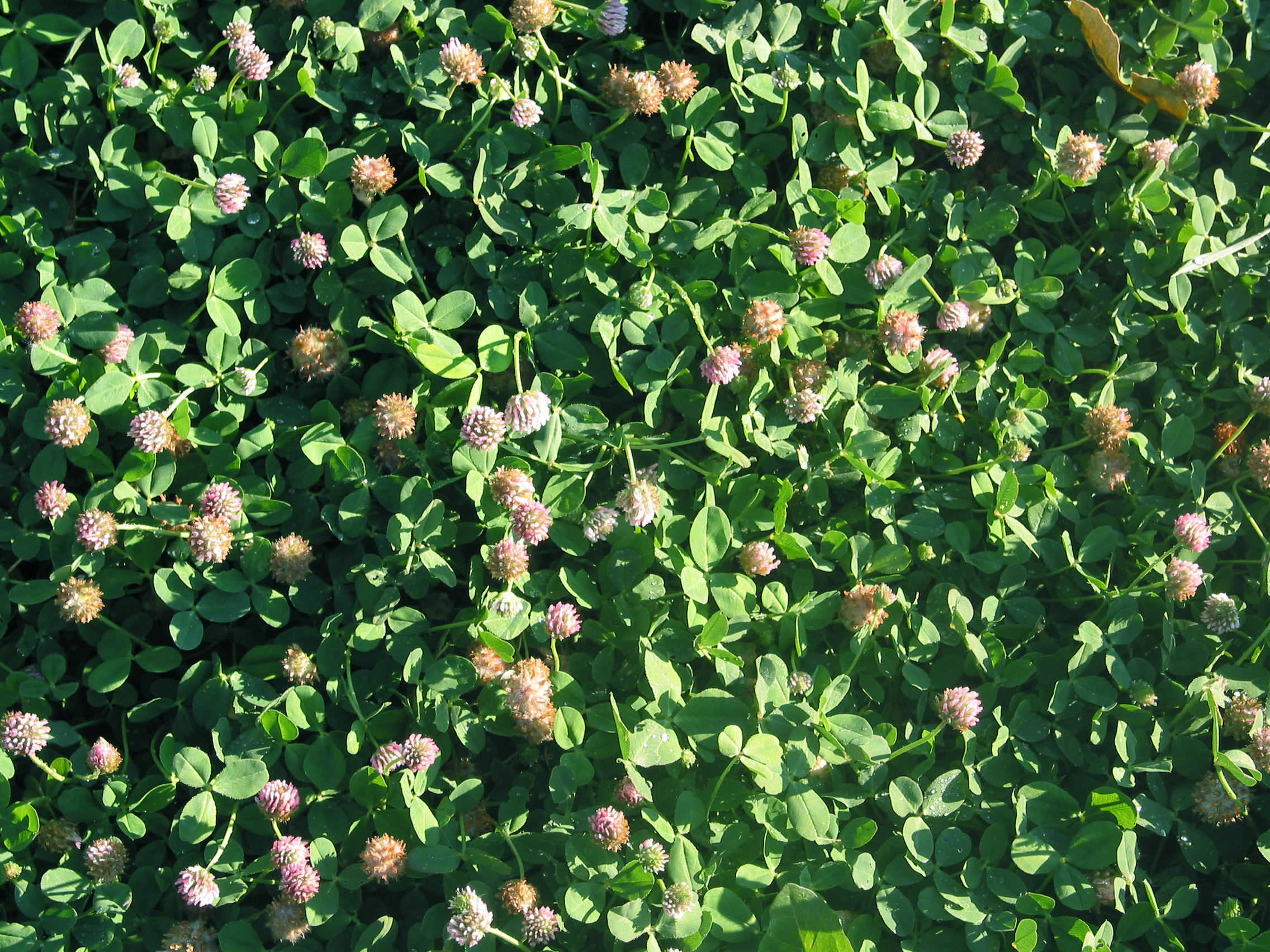 Strawberry clover