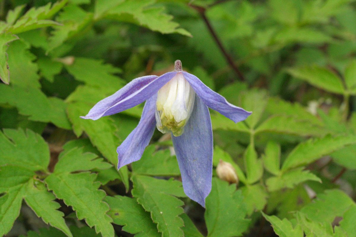 Downy clematis