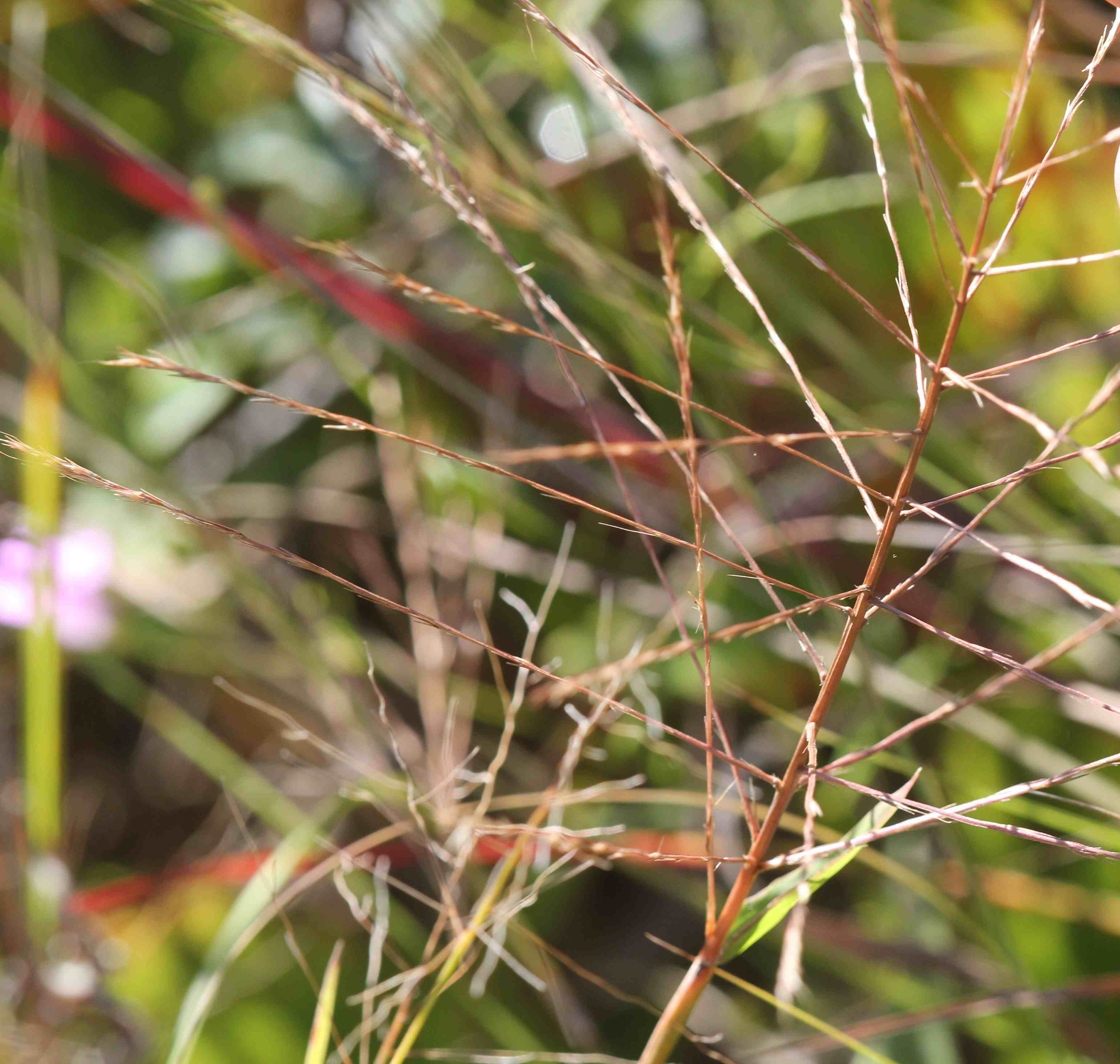 Purple three-awn - Plantsnap - Identify Plants, Trees, Mushrooms With An App