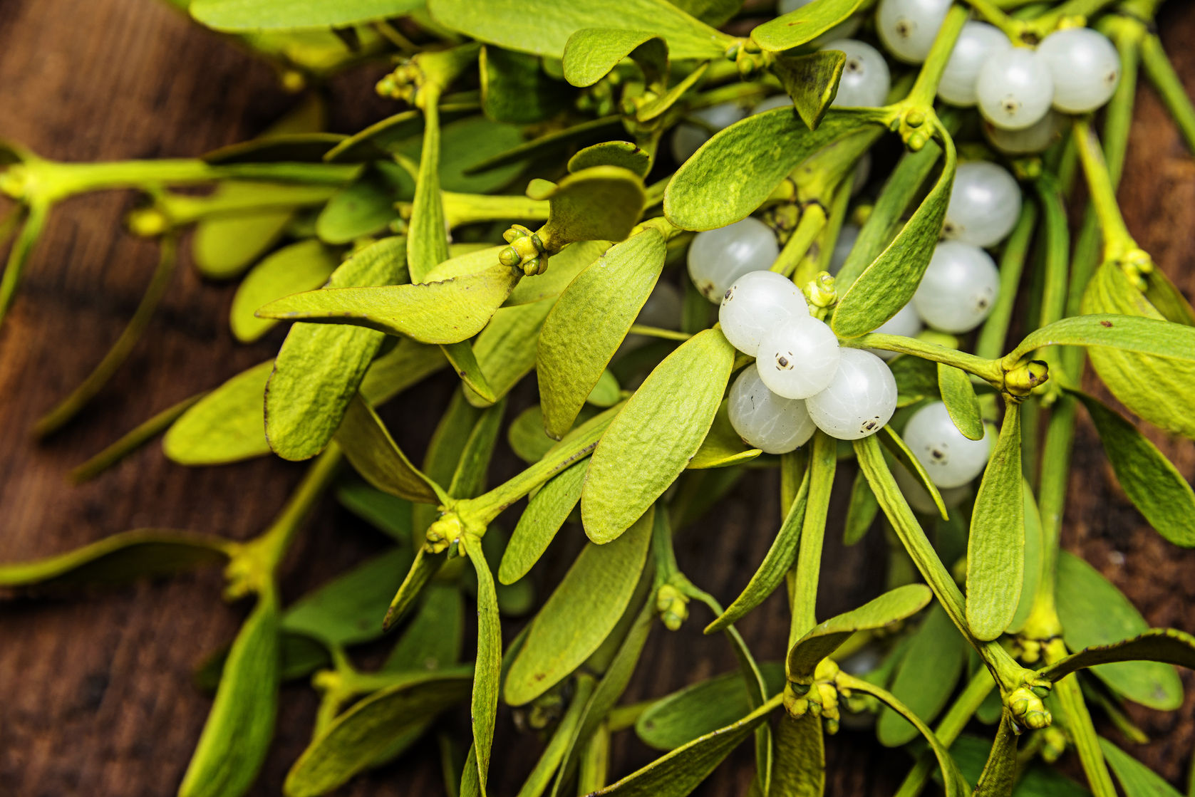 European mistletoe